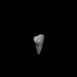 Shapr-Image-2022-11-03-161935.png Human Tooth (Wisdom Tooth, Third Molar, M3)