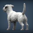 Jack-Russell-Terrier4.jpg Jack Russell Terrier Longhair 3D print model