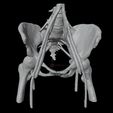 23.jpg 3D Model of Pelvis with Neurovascular Supply