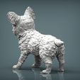 Yorkshire-Terrier2.jpg Archivo 3D Modelo de impresión 3D de Yorkshire terrier・Modelo de impresora 3D para descargar, akuzmenko