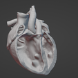 model_in_blender.png Cross section human heart anatomy