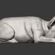 French-Bulldog10.jpg French Bulldog 3D print model
