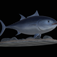 Bluefin-tuna-8.png Atlantic bluefin tuna / Thunnus thynnus / Tuňák obecný  fish underwater statue detailed texture for 3d printing