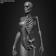 Female-Human-Skeleton-3D-Model-sculpted-by-Yacine-BRINIS-015.jpg Highly Detailed Human Skeleton (Female)