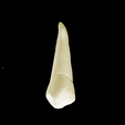 13.png First Upper Left First Premolar #24