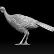 8768678.jpg bird Turkey
