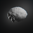 0006.png Articulated Troll Skull - Sciptemus Brutus - Halloween