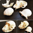 Capture d’écran 2017-03-28 à 15.32.31.png Download free STL file Ape Skull • 3D printing model, HarryHistory