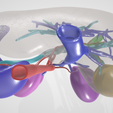 artery,-vein,-abdominal,-abdomen,-spleen,-liver,-lobe,-tumor,-hepatic,-portal-vein,-mesenteric,-3d-l.png CANCER DU FOIE 3D avec veine porte, artère et veine hépatiques, vésicule biliaire, canal biliaire, rate et rein