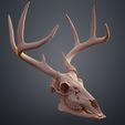 Deer_Skull_2_3Demon.jpg Crâne de cerf à queue blanche (Odocoileus Virginianus)