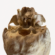 homoskuull.png Best Detailed Homo sapiens Skull