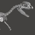 dilophos2l.jpg STL file Dilophosaurus dinosaur skull・3D print design to download