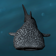 4.png Whale Shark