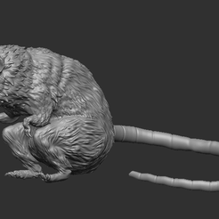 Screenshot_1.png Rat real