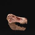 DSC06159.jpg Carved T-Rex Skull