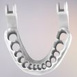 10.jpg 3D Dental Jaws Replica with Detachable Teeth