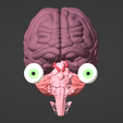 1.png 3D Model of Brain, Brain Stem and Eyes