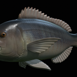 Dentex-statue-1-26.png fish Common dentex / dentex dentex statue underwater detailed texture for 3d printing