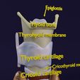 file-1.jpg Thyroid anatomy microscopic larynx trachea 3D model