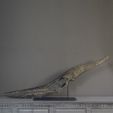 Ptero_cults.jpg Life-size Pteranodon skull fossil