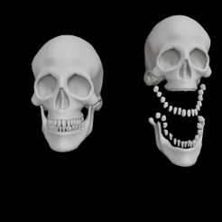 Skeleton-skull-bones.jpg Esqueleto huesos del cráneo (34 huesos dientes incluidos)