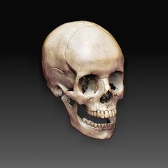 Skull.jpg Skull 2