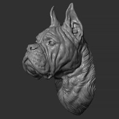 7.jpg Fichier STL Tête du Deutscher Boxer・Objet imprimable en 3D à télécharger