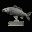 common-carp-trophy-2-2-1-35.png COMMON CARP (CYPRINUS CARPIO) fish in motion trophy statue detailed texture for 3d printing