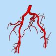 4.jpg pelvis with blood vessels