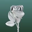 Image04.jpg Rose flowers