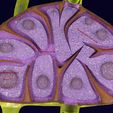 lymph-node-lymphatic-system-3d-model-fbx-blend-26.jpg Lymph node Lymphatic system 3D model