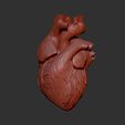 6.jpg HUMAN HEART