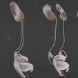 21.jpg 3D Model of Female Reproductive, Urinary System, Hip and Sacrum