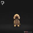 Dachshund-Miniature-Smooth-Haired-Pose-08-Dog-3D-Print-10s.jpeg Dachshund Miniature Smooth Haired Pose 08