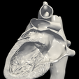 11.png 3D Model of Heart (apical 2 chamber plane)