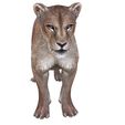46146.jpg DOWNLOAD LIONESS 3d model - animated for blender-fbx-unity-maya-unreal-c4d-3ds max - 3D printing - LION - LIONESS - CAT - PREDATOR - RAPTOR - FELINE