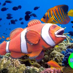 untitled.257.jpg PEZ PAYASO