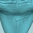12.png Megalodon Tooth - Jurassic Fossile Real Size