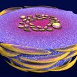file-1.jpg Caseating granuolma tuberculosis labelled 3D model