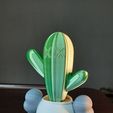 20230302_234839.jpg Kaws planter with cactus (divided by color)