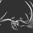 2023-01-081.png Megaloceros Deer skull