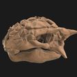 23.jpg Pinacosaurus Crâne