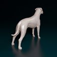 Arg-Boy-NE-003.jpg Argentino Dogo