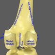 limbs-with-girdle-bones-name-parts-text-labelled-3d-model-676771315d.jpg Limbs With Girdle bones name parts text labelled 3D model