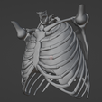 7.png 3D Model of Heart in Thorax