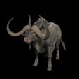 10709-POLY.jpg DOWNLOAD Buffalo 3D MODEL - 3D MODEL ANIMATED - FOR 3DS MAX - BLENDER 3 FILE - UNITY - UNREAL - CINEMA 4D - FBX - OBJ - MAYA - BUFFALO GREY