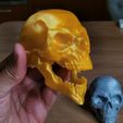 Crânio articulado com mandíbula móvel - Impressão no local, sem suportes a404