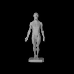 asaro3.jpg Fichier STL Les plans masculins du corps - John Asaro・Modèle à imprimer en 3D à télécharger