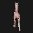 06.jpg American Quarter Horse model 3D print model