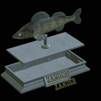 Zander-money.png fish sculpture of a zander / pikeperch with storage space for 3d printing